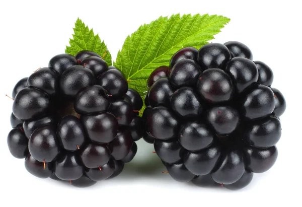 Blackberries Green Leaf Isolated White Background Macro — Stock Photo, Image