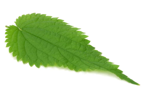 Τσουκνίδα Leaf Απομονώνονται Λευκό Φόντο Ιατρικά Βότανα — Φωτογραφία Αρχείου