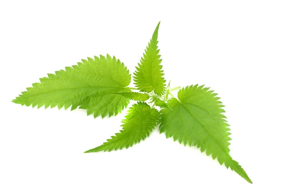 Τσουκνίδα Leaf Απομονώνονται Λευκό Φόντο Ιατρικά Βότανα — Φωτογραφία Αρχείου