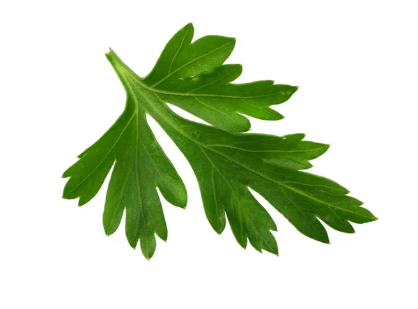 Zelená Čerstvá Petržel Listová Izolovaných Bílém Pozadí Makro — Stock fotografie