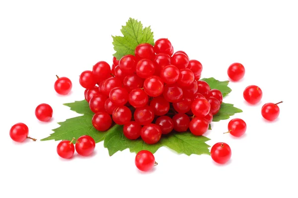 Rote Beeren Von Viburnum Pfeilholz Mit Grünem Blatt Isoliert Auf — Stockfoto