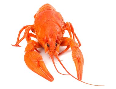 izole üzerinde beyaz arka plan kerevit. Bira bira kavramı. Bira arka plan