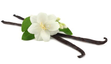 Beyaz çiçekli Beyaz arka plan üzerinde izole vanilya çubukları