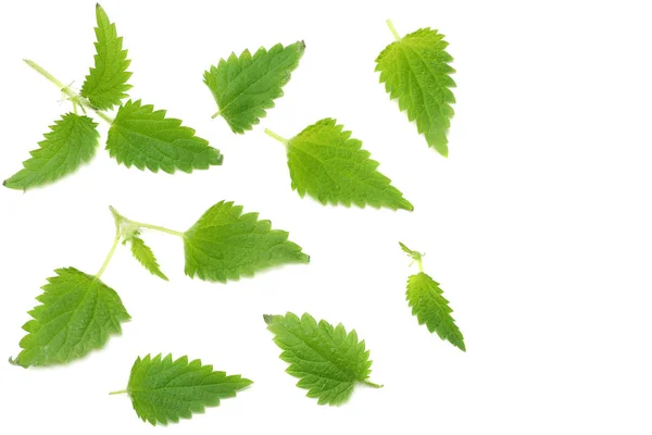 Листья Крапивы Изолированы Белом Фоне Вид Сверху Медицинские Травы — стоковое фото
