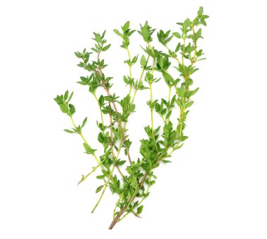 Kekik demet izole üzerinde beyaz arka plan. üstten görünüm