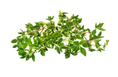 yeşil kekik demet izole üzerinde beyaz arka plan