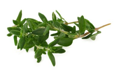 yeşil kekik demet izole üzerinde beyaz arka plan