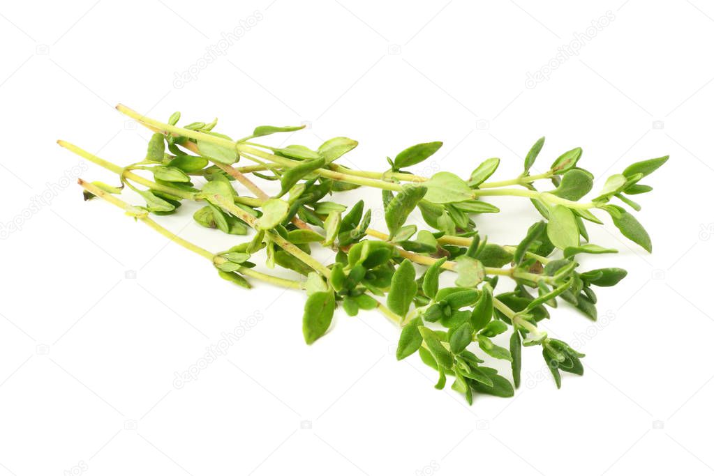 green thyme bunch isolated on white background