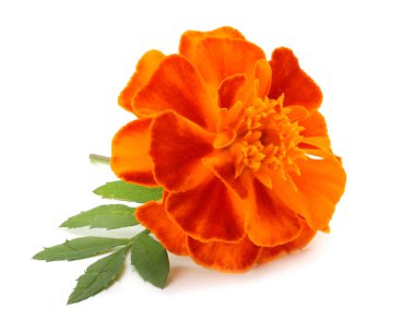 Turuncu Marigold çiçek, Tagetes erecta, Meksika kadife çiçeği, Aztek kadife çiçeği, beyaz arka plan üzerinde izole Afrika kadife çiçeği