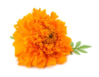 Turuncu Marigold çiçek, Tagetes erecta, Meksika kadife çiçeği, Aztek kadife çiçeği, beyaz arka plan üzerinde izole Afrika kadife çiçeği