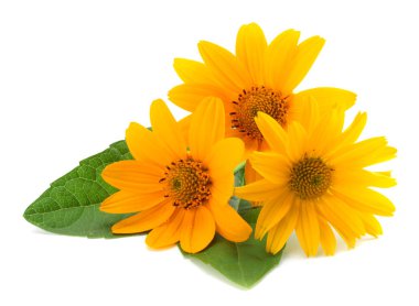 Yeşil yapraklı kadife çiçekleri beyaz arka planda izole edilmiştir (calendula çiçeği )