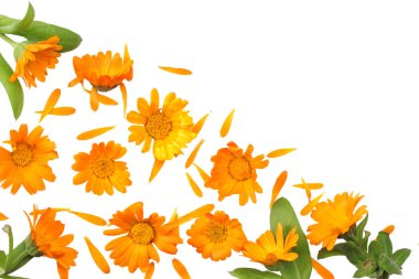 yeşil yaprak beyaz arka plan (calendula çiçek) yukarıdan izole kadife çiçeği çiçek