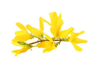 Beyaz arkaplanda yeşil yapraklı sarı çiçek