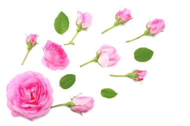 Pembe gül çiçek beyaz arka plan üzerinde izole. üstten görünüm