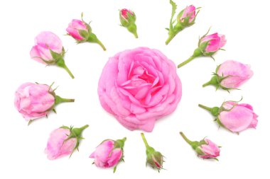 Pembe gül çiçek beyaz arka plan üzerinde izole. üstten görünüm