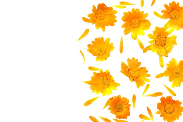 Ringelblume Blüten Isoliert Auf Weißem Hintergrund Ringelblume Draufsicht — Stockfoto