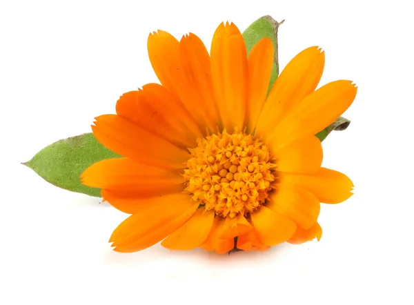 Fiori Calendula Con Foglia Verde Isolata Sfondo Bianco Fiore Calendula — Foto Stock