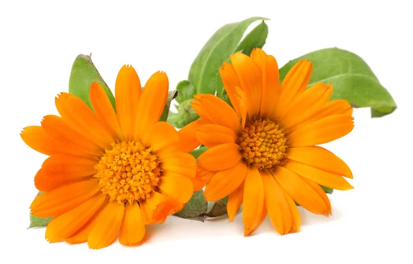 Marigold Flowers Green Leaf Isolated White Background Calendula Flower — Stock Photo, Image