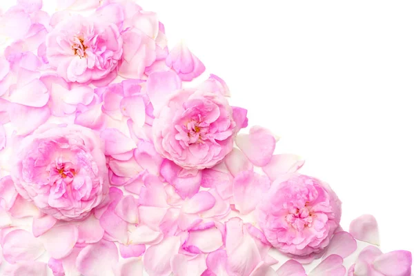 Roze Roze Bloemen Geïsoleerd Een Witte Achtergrond Bovenaanzicht — Stockfoto