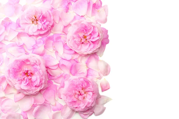 Roze Roze Bloemen Geïsoleerd Een Witte Achtergrond Bovenaanzicht — Stockfoto
