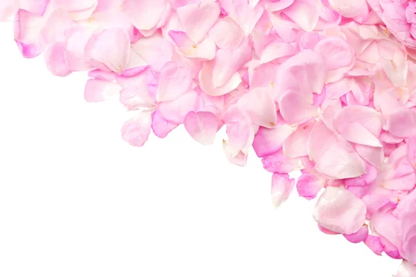 Roze Roze Bloemen Geïsoleerd Een Witte Achtergrond Bovenaanzicht — Stockfoto