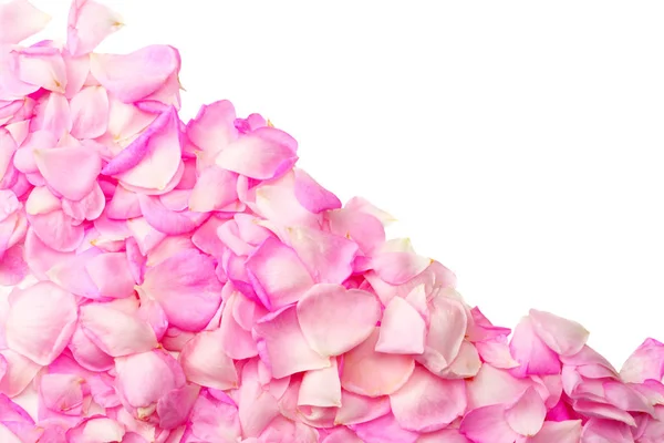 Roze Roze Bloemen Geïsoleerd Een Witte Achtergrond Bovenaanzicht — Stockfoto