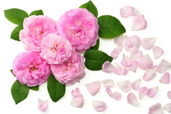 Roze Roze Bloemen Geïsoleerd Een Witte Achtergrond Bovenaanzicht — Stockfoto