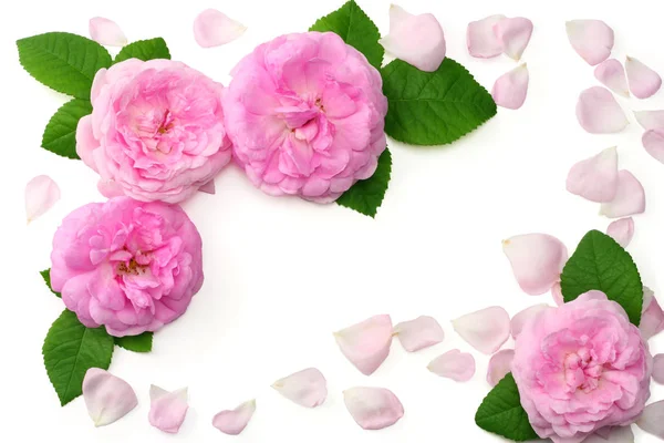 Roze Roze Bloemen Geïsoleerd Een Witte Achtergrond Bovenaanzicht — Stockfoto