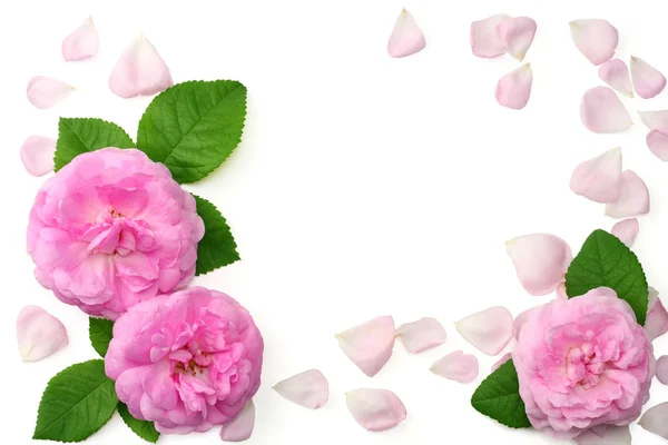 Roze Roze Bloemen Geïsoleerd Een Witte Achtergrond Bovenaanzicht — Stockfoto