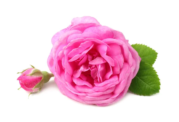 Roze Roos Bloemen Geïsoleerd Witte Achtergrond — Stockfoto