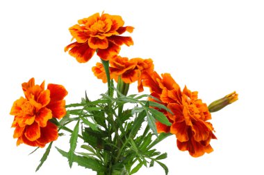 Turuncu Marigold çiçek, Tagetes erecta, Meksika kadife çiçeği, Aztek kadife çiçeği, beyaz arka plan üzerinde izole Afrika kadife çiçeği