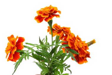 Turuncu Marigold çiçek, Tagetes erecta, Meksika kadife çiçeği, Aztek kadife çiçeği, beyaz arka plan üzerinde izole Afrika kadife çiçeği