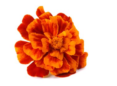 Turuncu Marigold çiçek, Tagetes erecta, Meksika kadife çiçeği, Aztek kadife çiçeği, beyaz arka plan üzerinde izole Afrika kadife çiçeği