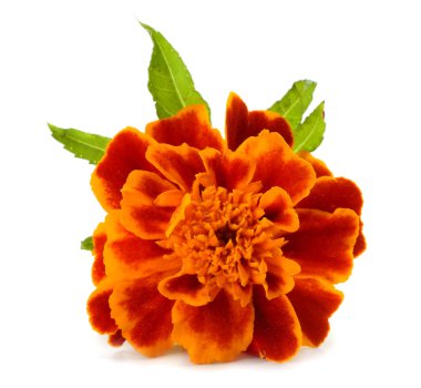 Turuncu Marigold çiçek, Tagetes erecta, Meksika kadife çiçeği, Aztek kadife çiçeği, beyaz arka plan üzerinde izole Afrika kadife çiçeği