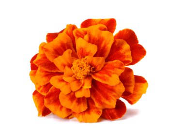 Turuncu Marigold çiçek, Tagetes erecta, Meksika kadife çiçeği, Aztek kadife çiçeği, beyaz arka plan üzerinde izole Afrika kadife çiçeği