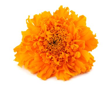 Turuncu Marigold çiçek, Tagetes erecta, Meksika kadife çiçeği, Aztek kadife çiçeği, beyaz arka plan üzerinde izole Afrika kadife çiçeği