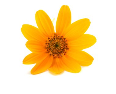 Beyaz arka plan (calendula çiçek) makro'izole kadife çiçeği çiçek