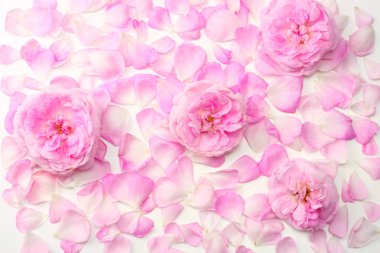 Pembe gül çiçek beyaz arka plan üzerinde izole. üstten görünüm