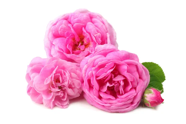 Roze Roos Bloemen Geïsoleerd Witte Achtergrond — Stockfoto