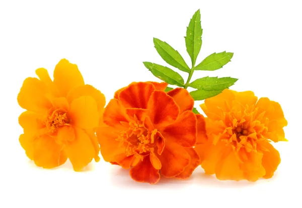 Narancs Körömvirág Virág Tagetes Erecta Növények Mexikói Körömvirág Azték Körömvirág — Stock Fotó