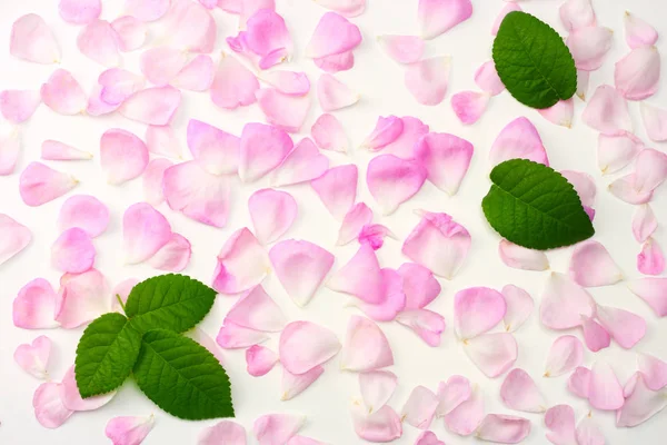 Roze Roze Bloemen Geïsoleerd Een Witte Achtergrond Bovenaanzicht — Stockfoto