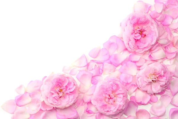 Roze Roze Bloemen Geïsoleerd Een Witte Achtergrond Bovenaanzicht — Stockfoto