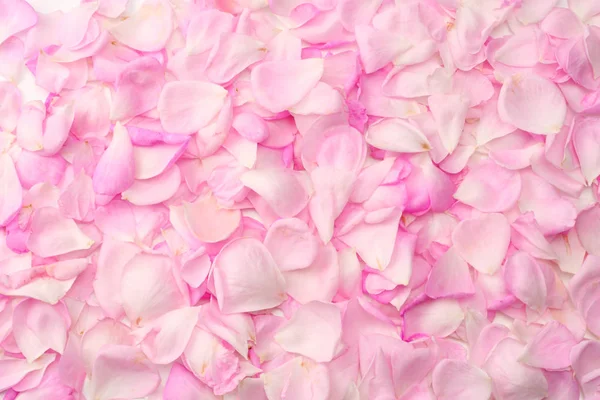 Roze Roze Bloemen Geïsoleerd Een Witte Achtergrond Bovenaanzicht — Stockfoto