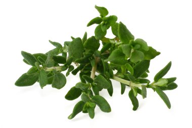 yeşil kekik demet izole üzerinde beyaz arka plan 