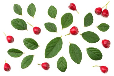 Beyaz arka plan üzerinde izole yeşil yaprakları ile kırmızı meyveler. üstten görünüm 