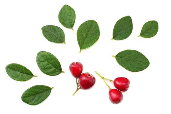 Rote Beeren mit grünen Blättern isoliert auf weißem Hintergrund. Ansicht von oben — Stockfoto