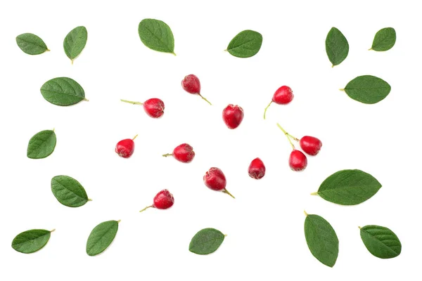 Czerwone jagody z zielonych liści na białym tle. Widok z góry — Zdjęcie stockowe