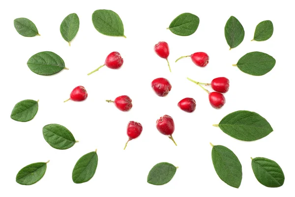 Red berries with green leaves isolated on white background. top view — Stock Photo, Image