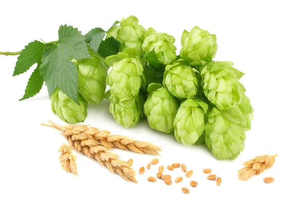 Hopfenzapfen und Weizenähren isoliert auf weißem Hintergrund. Zutaten zum Bierbrauen. Brauereikonzept. Bier-Hintergrund. — Stockfoto