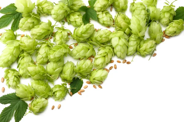 ホップ、コーン、小麦の穂が白い背景で隔離。ビール醸造成分。ビール醸造所のコンセプトです。ビールの背景。コピー スペース平面図 — ストック写真